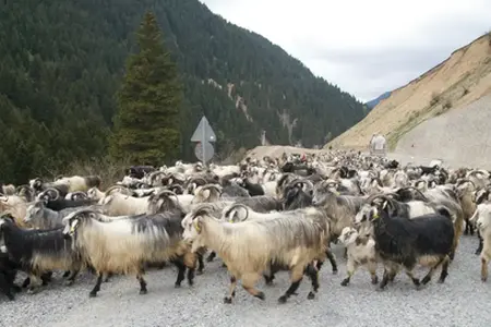 Rozpoczyna się budowa autostrady Sibiu-Făgăraș.
