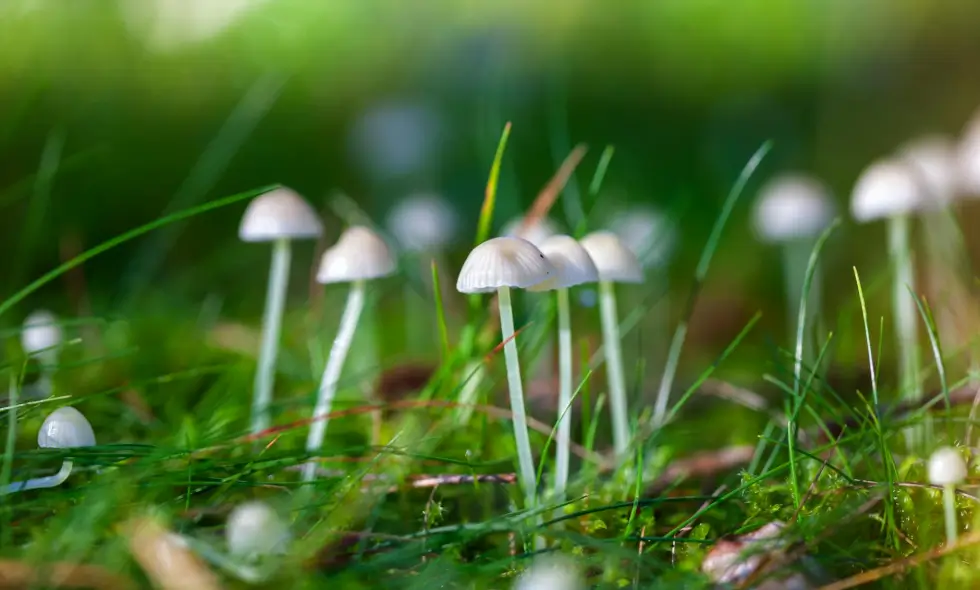 Comfortabele reizen op Tsjechische snelwegen